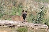 MALINOIS 254